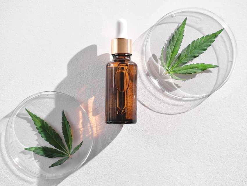 CBD oil in amber bottle and hemp leaves on petri dishes on white table. Marijuana as cosmetic ingredient concept. using hemp leaves extract in cosmetic for beautiful skin, top view.n. CBD Oil bottle with 2 hemp leaves